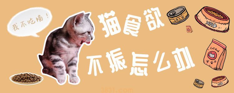 猫食欲不振怎么办(图1)