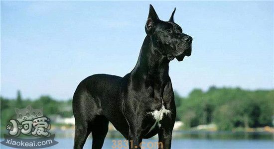 大丹犬的优点是什么 看似凶猛其实很粘人(图1)