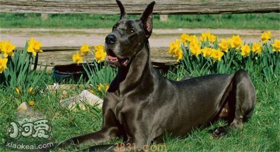 大丹犬的优点是什么 看似凶猛其实很粘人(图2)
