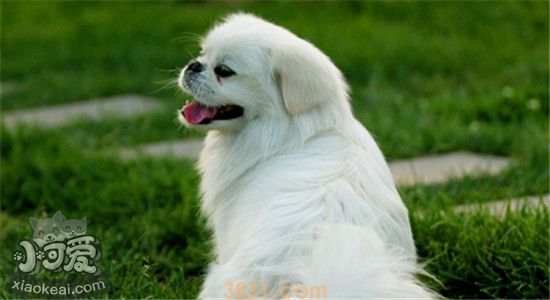 凶猛的小型犬有哪些 这五种狗狗不容小觑(图2)
