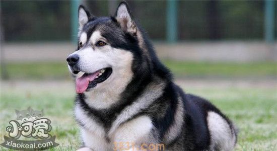 阿拉斯加有什么缺点 饲养阿拉斯加一定要看好它(图2)