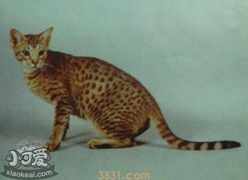 奥西猫感冒怎么治疗 奥西猫感冒治疗方法(图1)