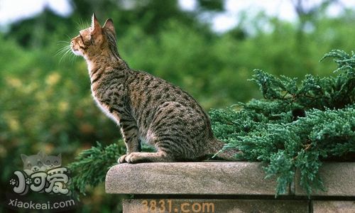 奥西猫子宫蓄脓怎么治疗 子宫蓄脓诊断与治疗方法(图1)