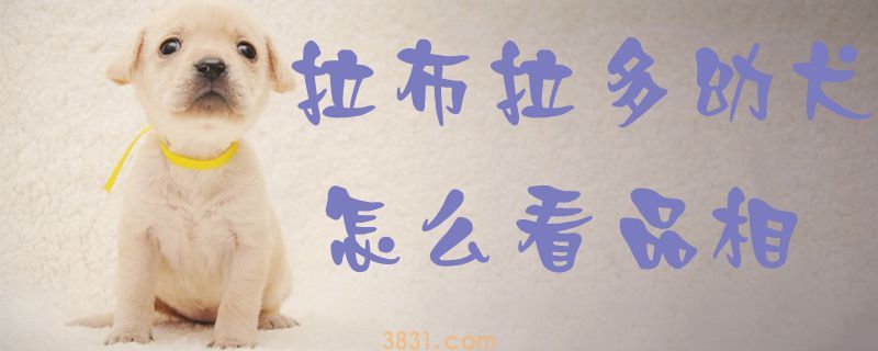 拉布拉多幼犬怎么看品相(图1)
