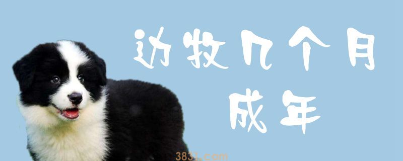 边牧几个月成年(图1)