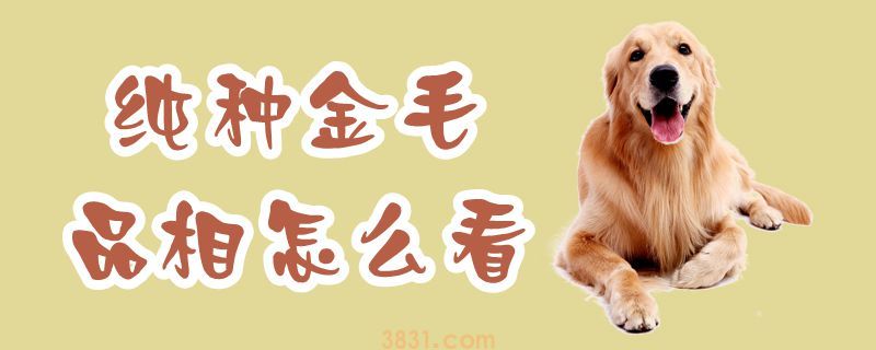 怎么看金毛的品相(图2)
