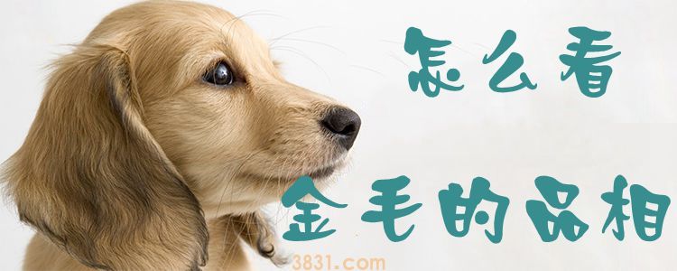 怎么看金毛的品相(图1)