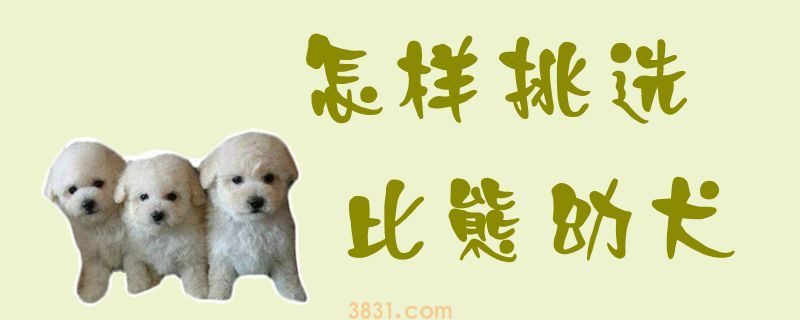怎样挑选比熊幼犬(图1)