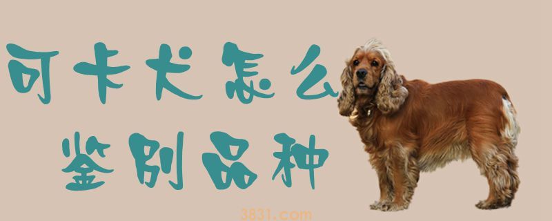 可卡犬怎么鉴别品种(图1)