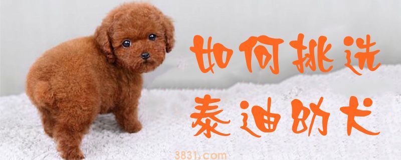 如何挑选泰迪幼犬(图1)