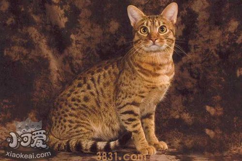 奥西猫幼猫能吃面包吗 面包淀粉含量太高(图1)