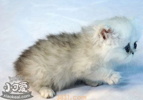 德文卷毛猫生病吃什么 德文卷毛猫生病饮食介绍(图1)