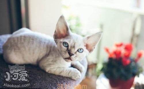 德文卷毛猫感冒吃什么药 德文卷毛猫感冒用药介绍(图1)