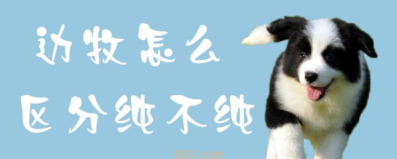 边牧怎么区分纯不纯(图1)