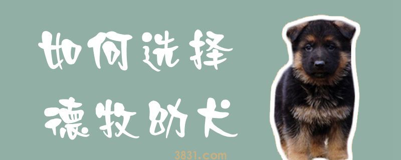 如何选择德牧幼犬(图1)