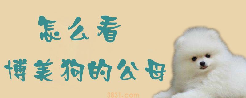 怎么看博美狗的公母(图1)