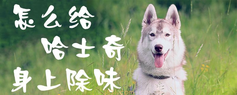 怎么给哈士奇身上除味(图1)