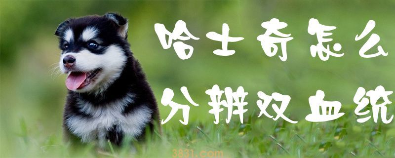 哈士奇怎么分辨双血统(图1)
