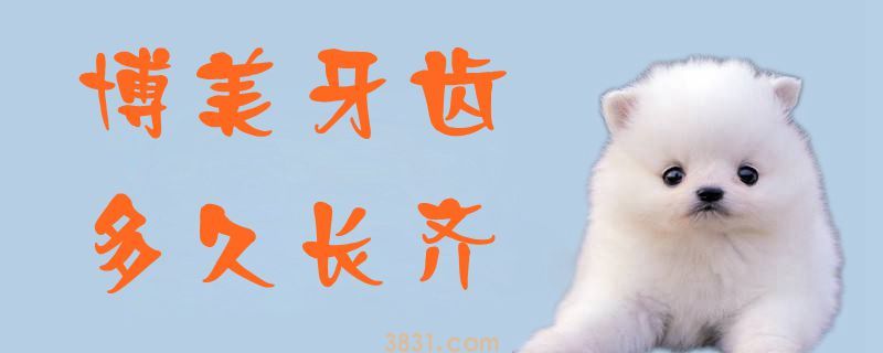博美牙齿多久长齐(图1)