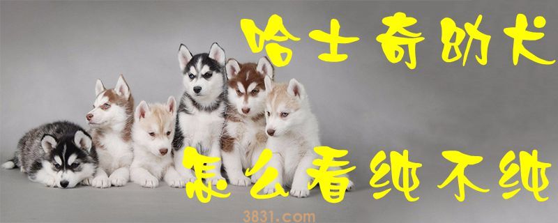哈士奇幼犬怎么看纯不纯(图1)