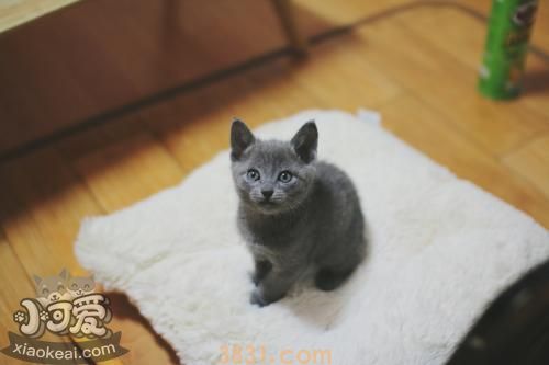 沙特尔猫乱抓家具怎么办 沙特尔猫乱抓家具制止方法(图1)