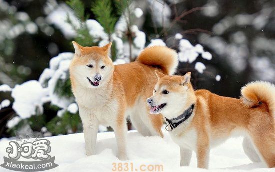 秋田犬为什么禁养 秋田犬被禁养原因(图1)