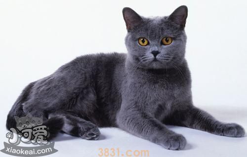 沙特尔猫怎么剪指甲 沙特尔猫剪指甲方法(图1)