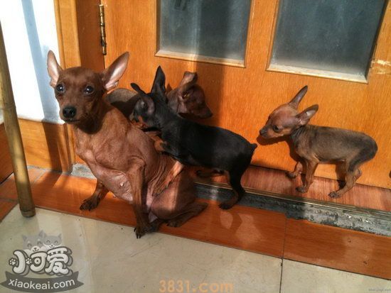 小鹿犬好养吗 小鹿犬的生活习性介绍(图1)