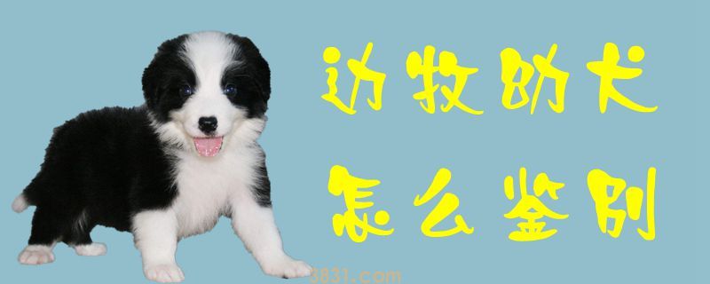 边牧幼犬怎么鉴别(图1)