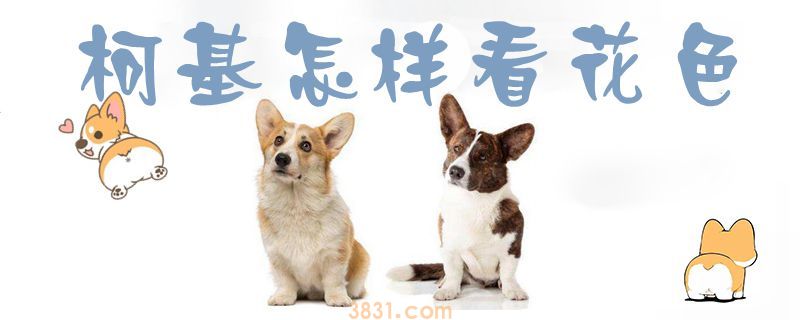 柯基怎样看花色(图1)