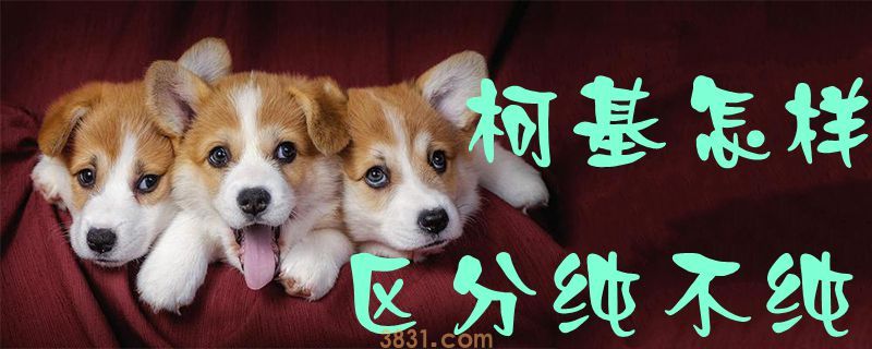 柯基怎样区分纯不纯(图1)