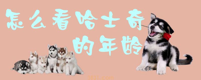 怎么看哈士奇的年龄(图1)