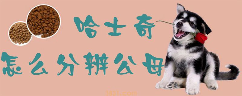 哈士奇怎么分辨公母(图1)