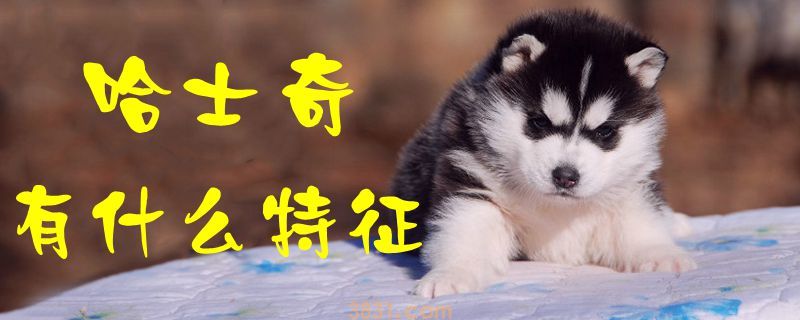 哈士奇有什么特征(图1)