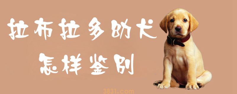 拉布拉多幼犬怎样鉴别(图1)