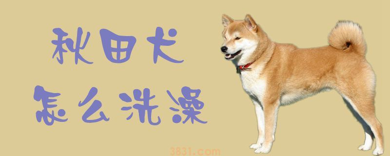 秋田犬怎么洗澡(图1)