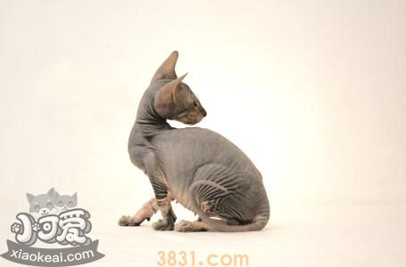 彼得秃猫多久洗一次澡 彼得秃猫洗澡介绍(图1)