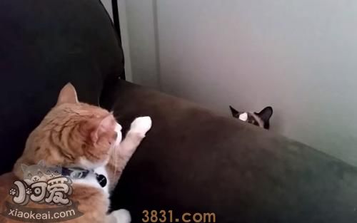 怎么训练雪鞋猫晚上睡觉 雪鞋猫昼伏夜出习惯更改训练(图1)