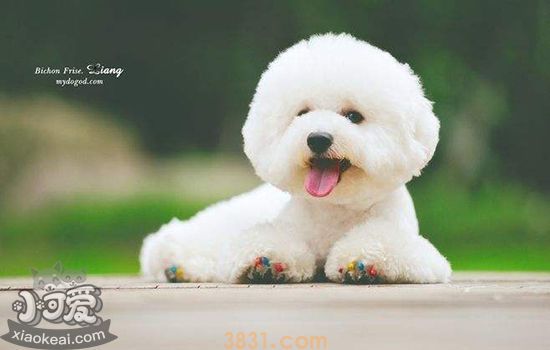 不掉毛的狗狗 告别换季掉毛心酸(图2)