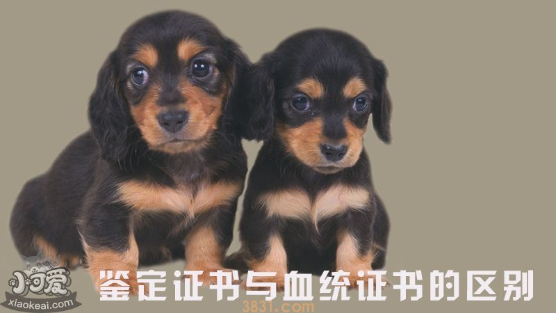 鉴定证书与血统证书的区别(图1)
