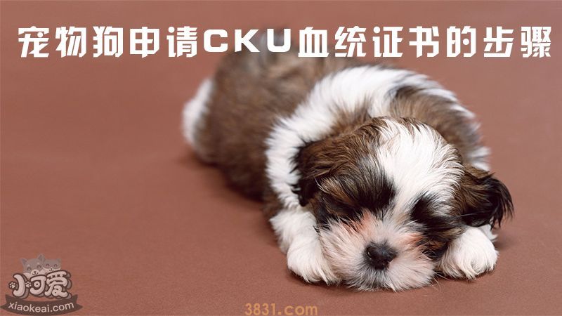 宠物狗申请CKU血统证书的步骤(图1)