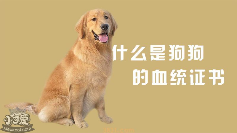 什么是狗狗的血统证书?(图1)