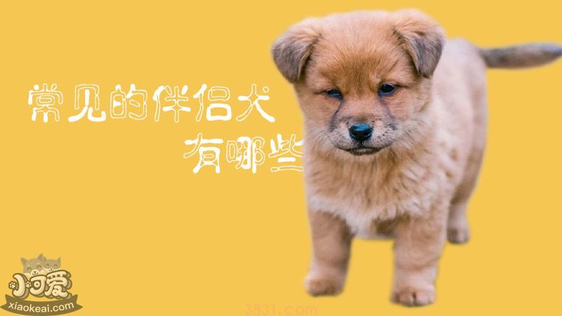 常见的伴侣犬有哪些?(图1)