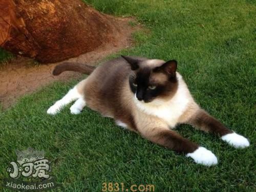 雪鞋猫怎么训练装死 雪鞋猫装死训练(图1)