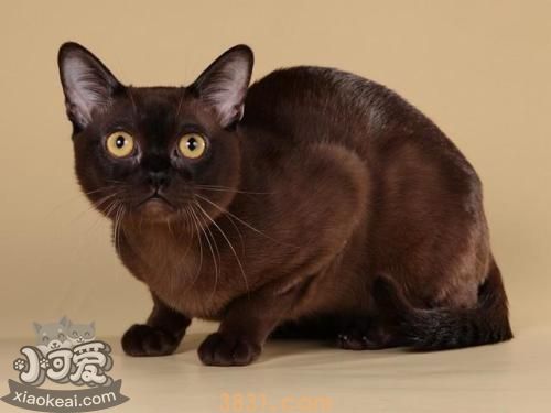 欧洲缅甸猫怎么相处 欧洲缅甸猫相处细节(图1)