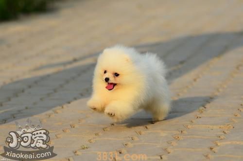 博美为什么不好养(图4)