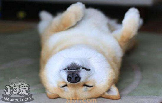 柴犬多大成年(图1)