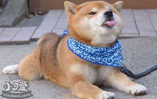 柴犬多大成年(图3)