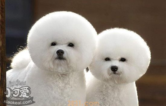 比熊犬聪明吗(图1)