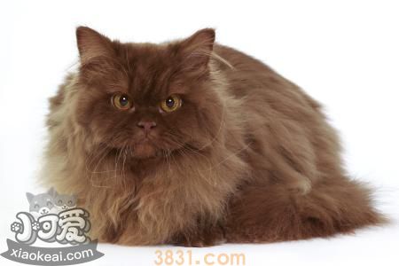 英国长毛猫不能吃什么 英国长毛猫禁忌食物(图1)